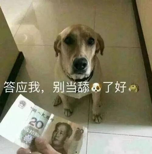 娱乐吃瓜酱舔狗,娱乐界的甜蜜苦涩