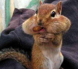 娱乐吃瓜小松鼠,揭秘娱乐圈那些吃瓜背后的故事